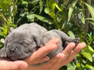 Cane Corso perros Cachorros de Cane Corso - Anuncio 2