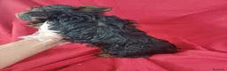 Yorkshire Terrier perros en venta: Yorkshire Terrier Standar  - Anuncio 4
