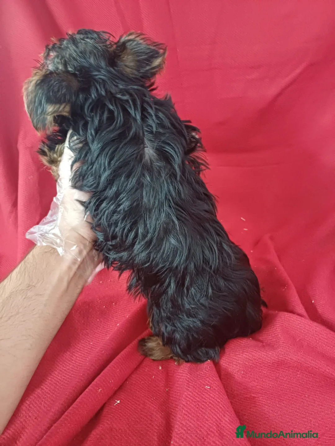 Yorkshire Terrier perros en venta: Yorkshire Terrier Standar  - Anuncio 4