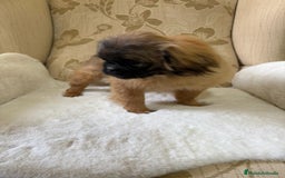 Pekinés perros en venta: Cachorros de Pekines Imperial hembras  - Imagen 12