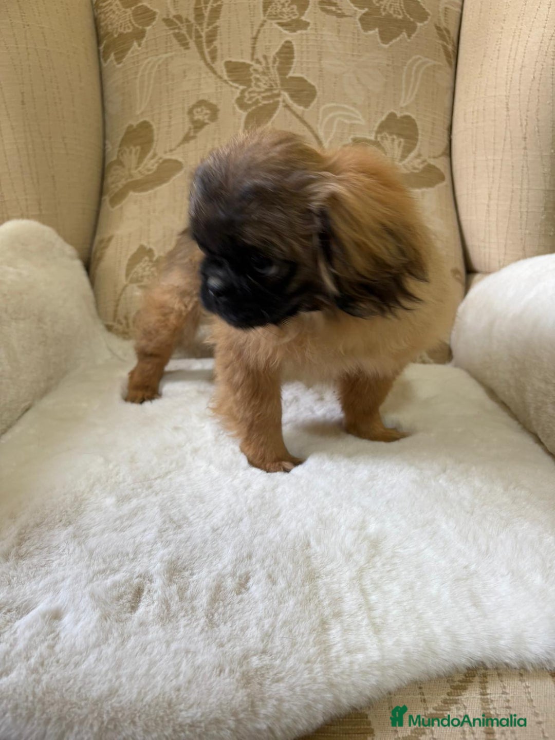 Pekinés perros en venta: Cachorros de Pekines Imperial hembras  - Imagen 12
