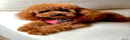 Caniche Toy perros en venta: Caniche toy disponibles  - Anuncio 8