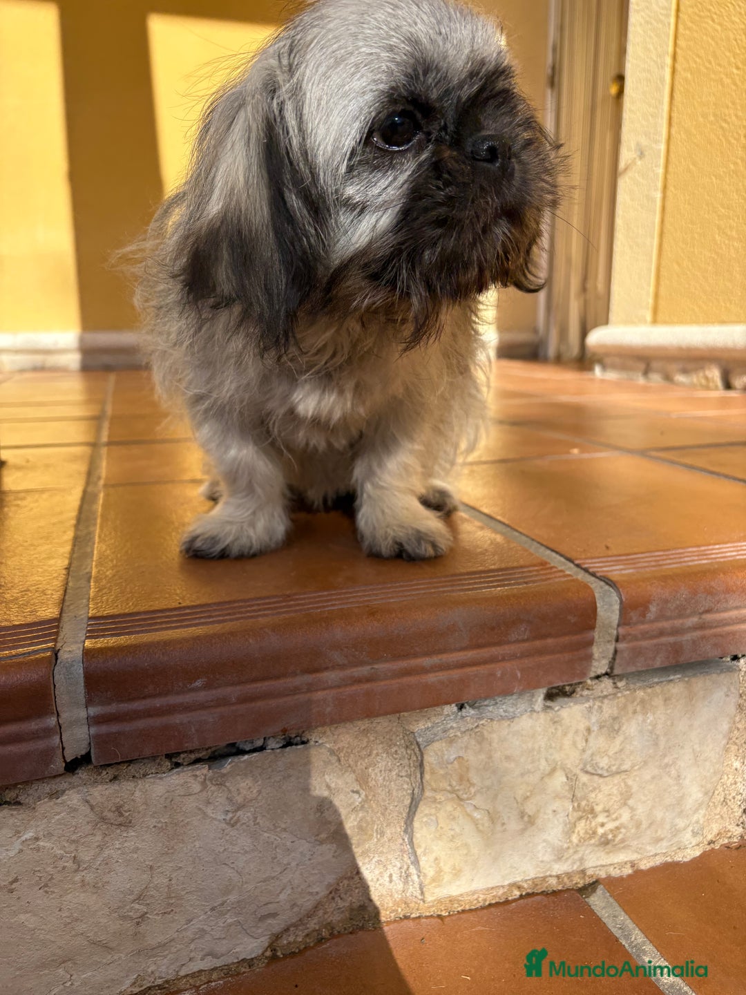 Pekinés perros en venta: Pekines imperial hembra preciosa  - Anuncio 35