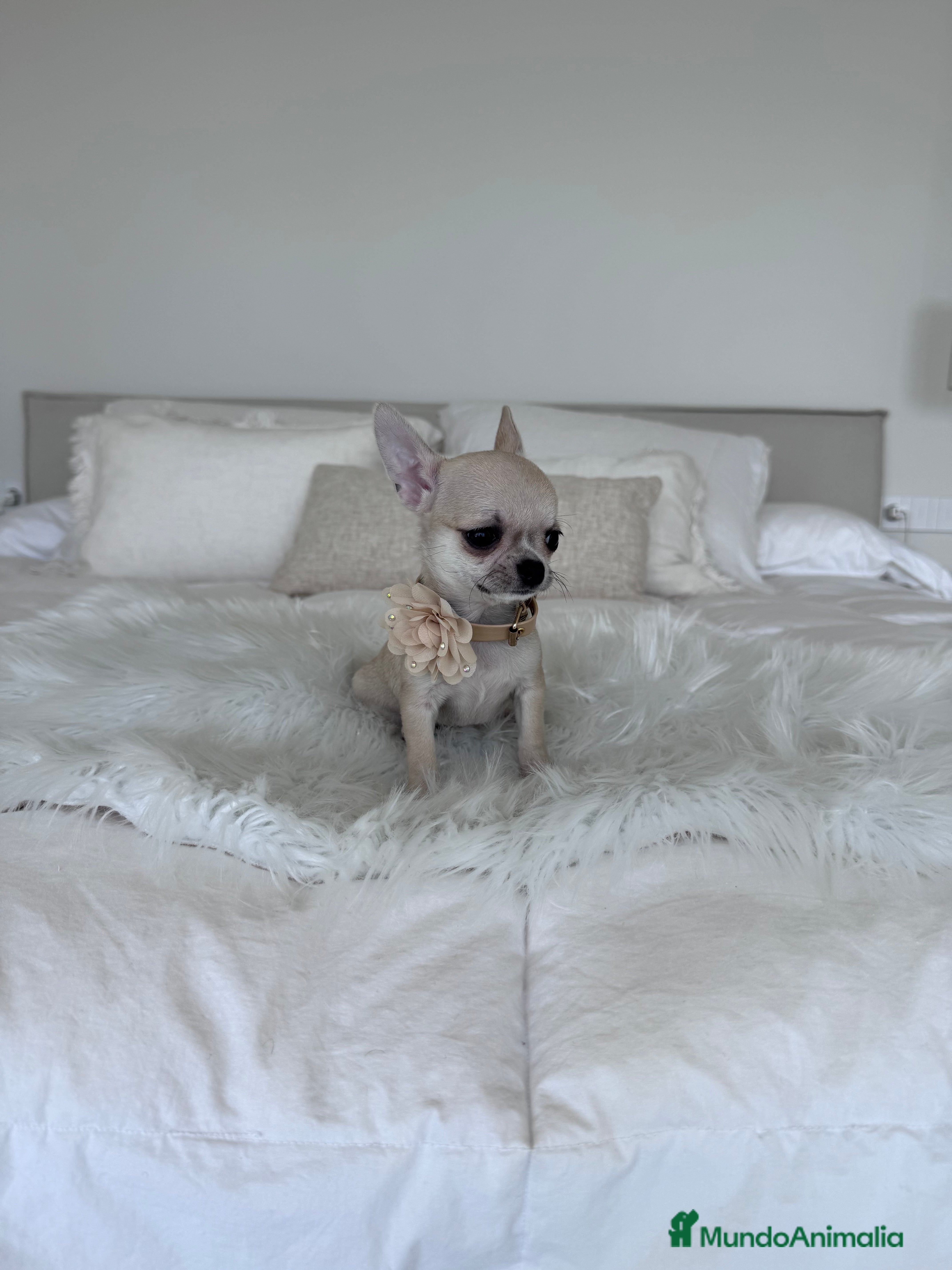 Chihuahua perros Chihuahua macho - Anuncio 1