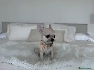 Chihuahua perros Chihuahua macho - Anuncio 1