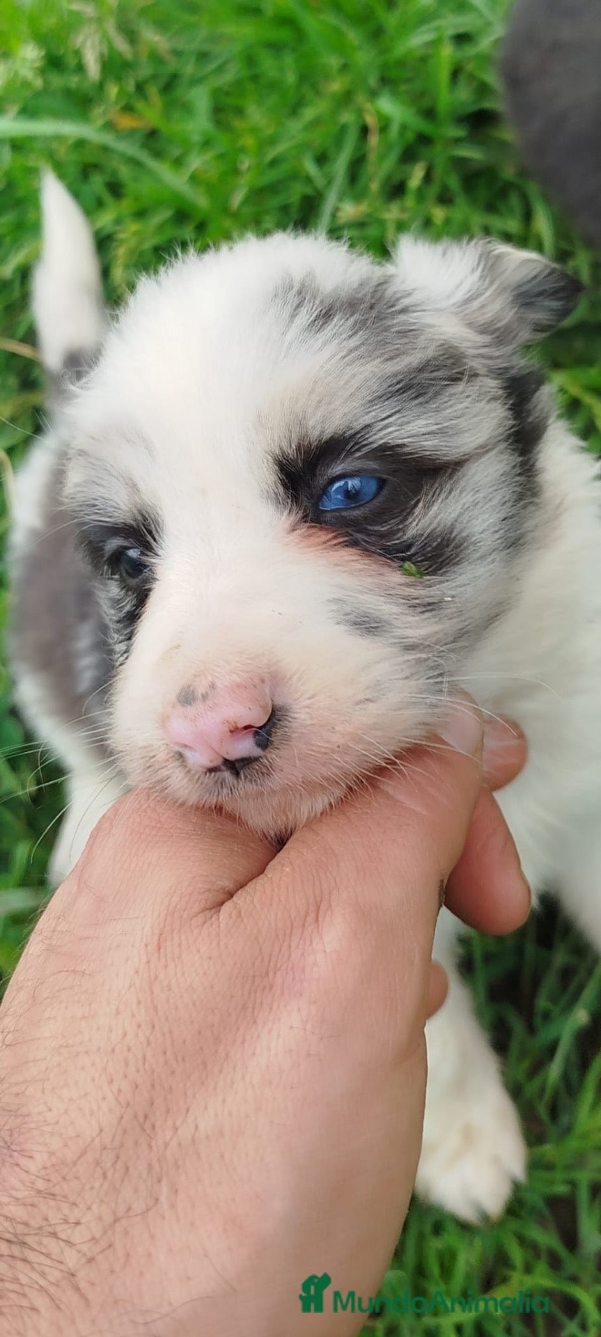 Border Collie perros Borde collie  - Anuncio 21