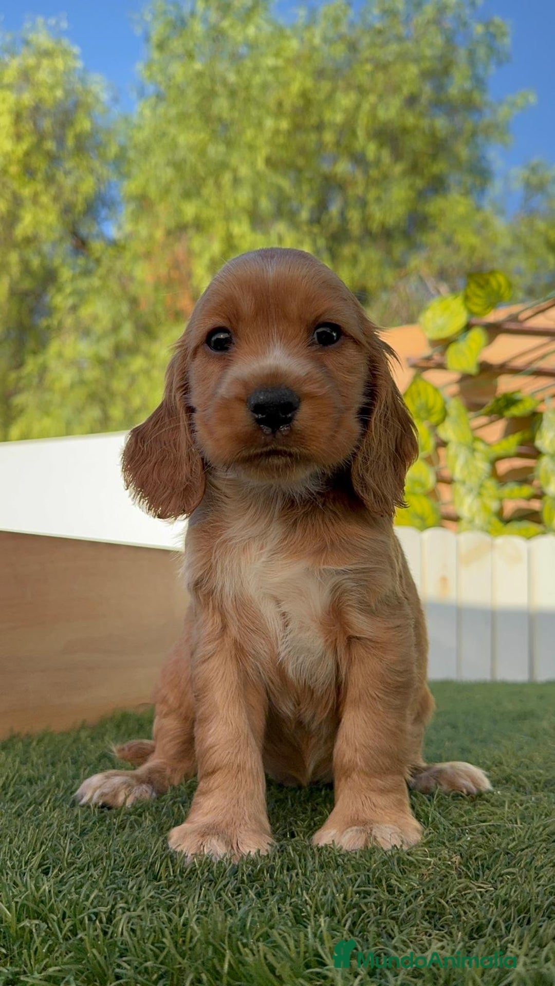 Cocker Spaniel Inglés perros en venta: COCKER SPANIEL INGLES MACHO - Imagen 13