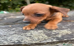Pinscher Miniatura perros en venta: Pinscher miniatura  - Imagen 6