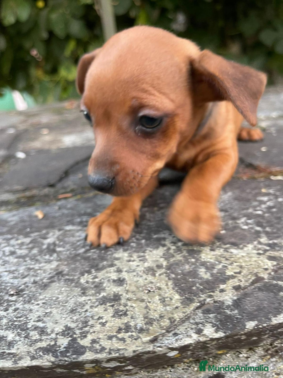 Pinscher Miniatura perros en venta: Pinscher miniatura  - Imagen 6