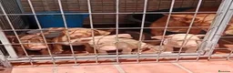 Podenco Andaluz perros en venta: Excelente cachorra podenca Maneta  - Anuncio 2