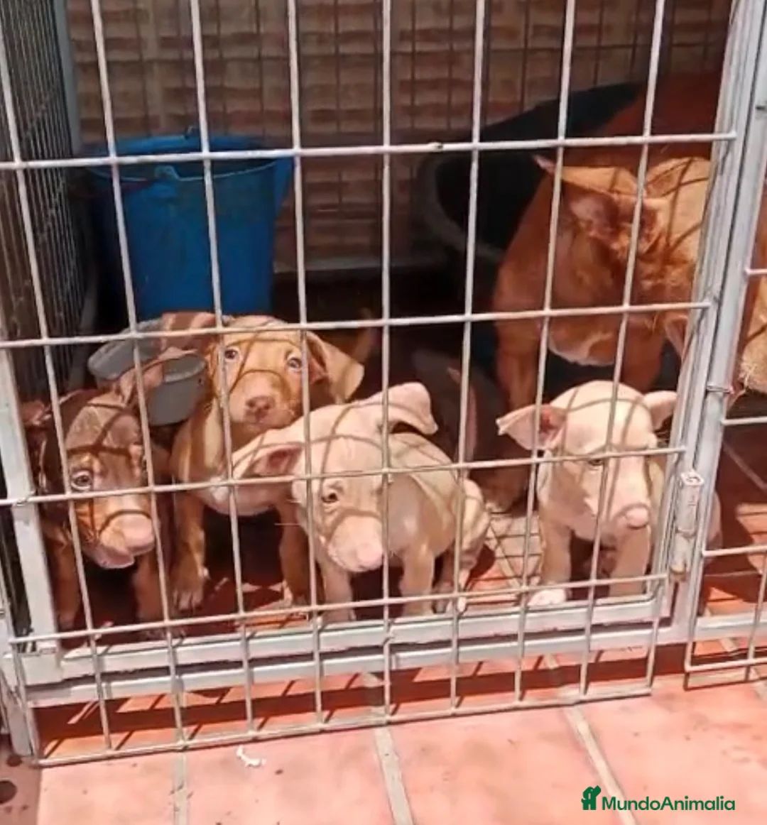 Podenco Andaluz perros en venta: Excelente cachorra podenca Maneta  - Anuncio 2