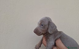 Teckel perros en venta: Mini Teckel Isabello  - Imagen 1