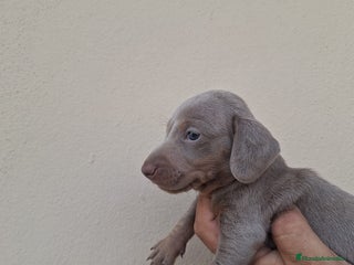 Teckel perros - Anuncio 16