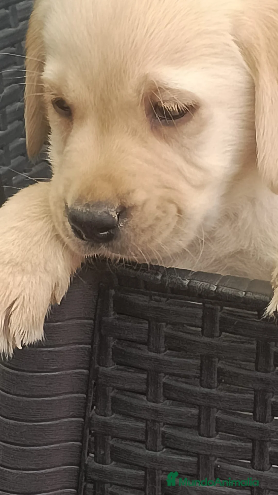 Labrador Retriever perros en venta: Camada de labrador retriever dorado🐶🐾 - Anuncio 9
