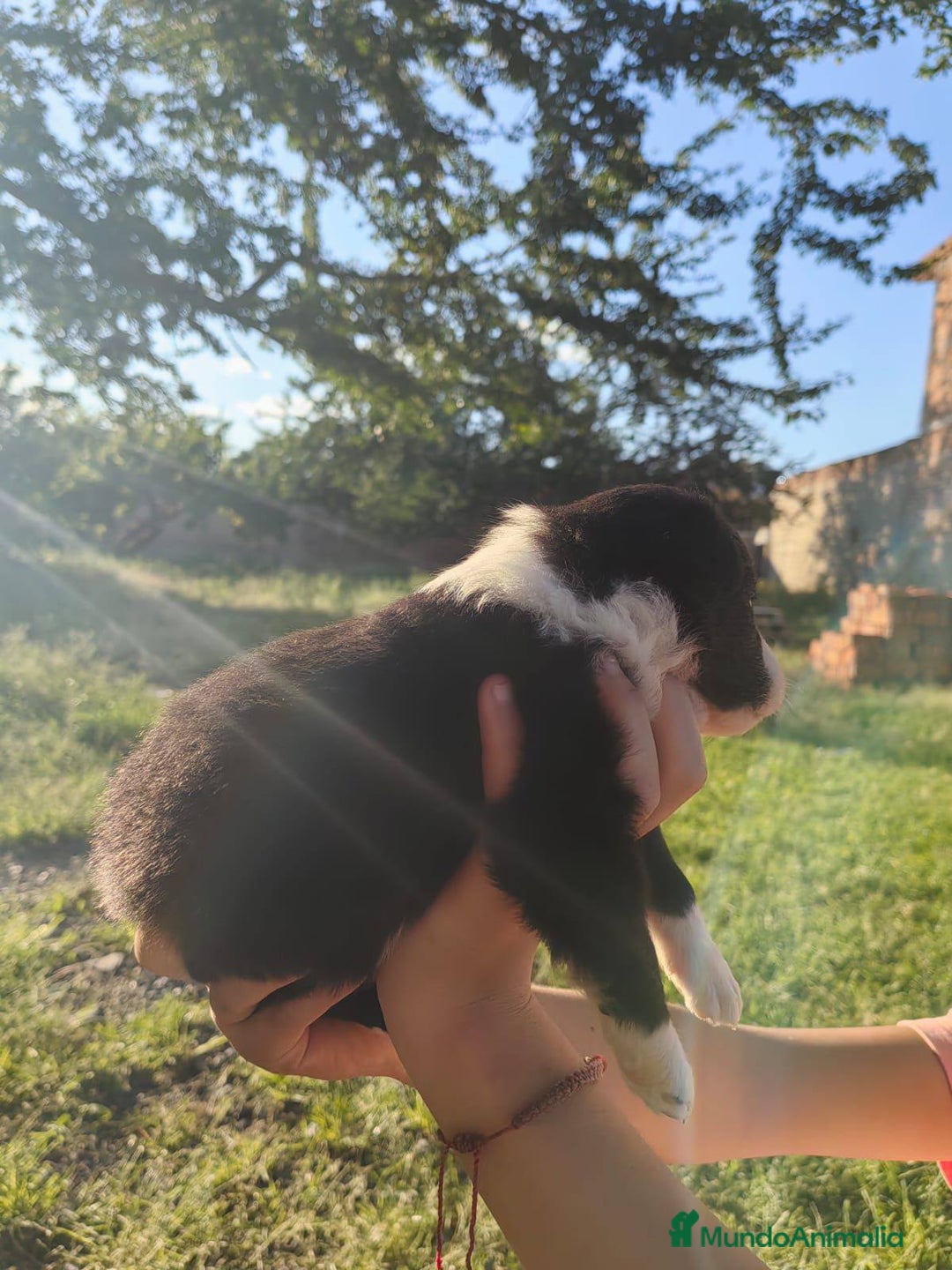 Border Collie perros en venta: preciosos cachorros border collie - Anuncio 4