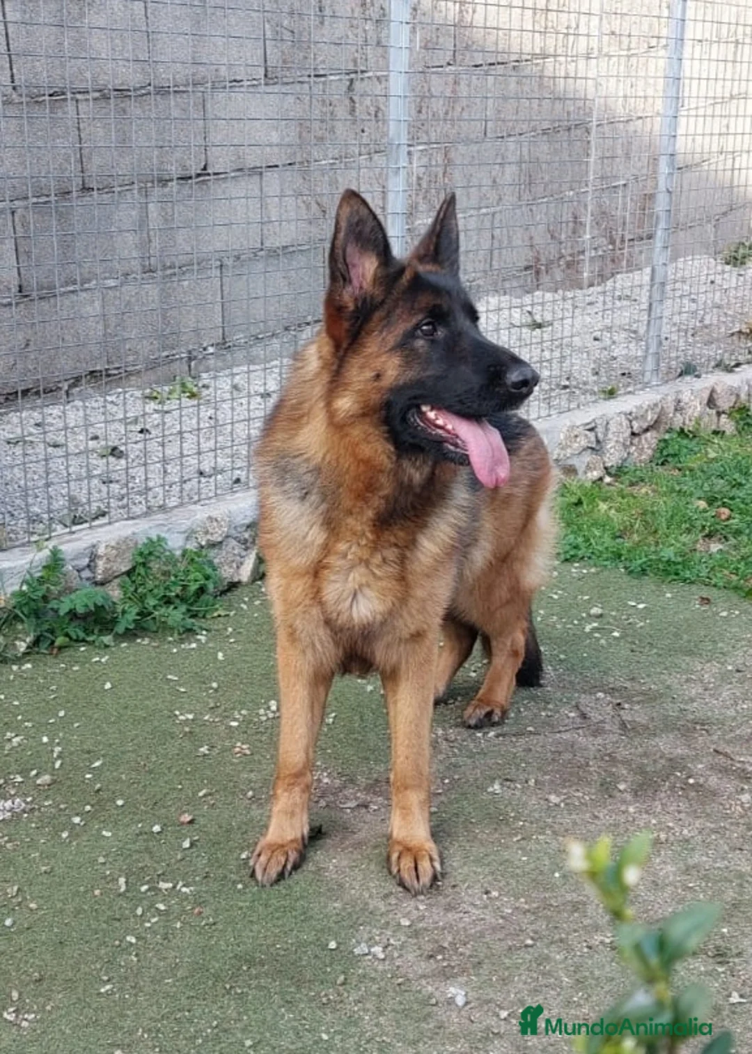Pastor Alemán perros en venta: Cachorro pastor alemán Pedigree  - Anuncio 1