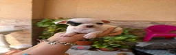 Chihuahua perros en venta: Chihuahua toy  - Anuncio 2