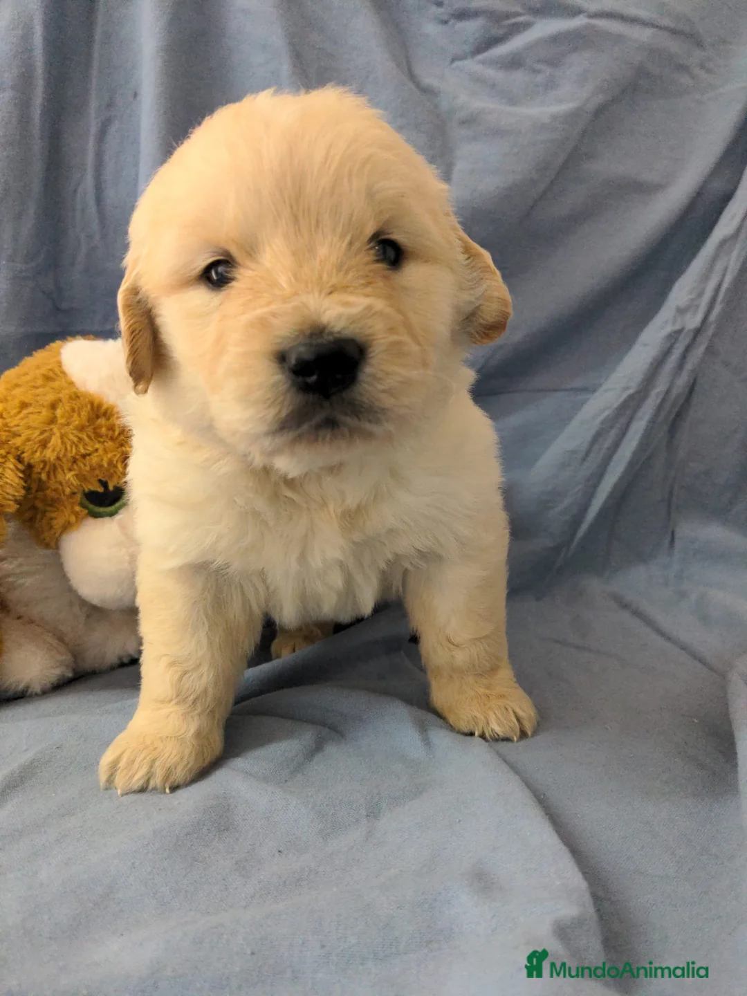 Golden Retriever perros en venta: Preciosos cachorros de golden retriever - Anuncio 2