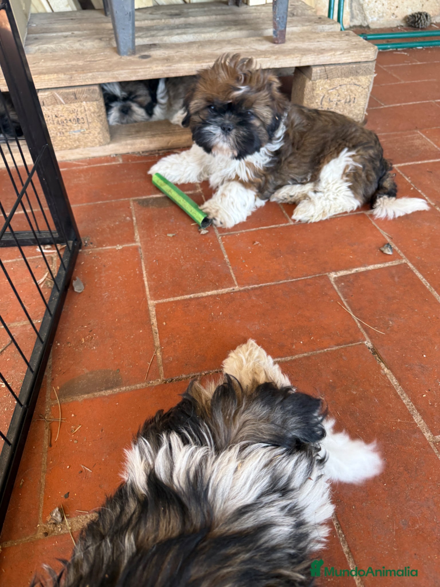 Shih Tzu perros en venta: Shihtzu tricolor - Anuncio 4