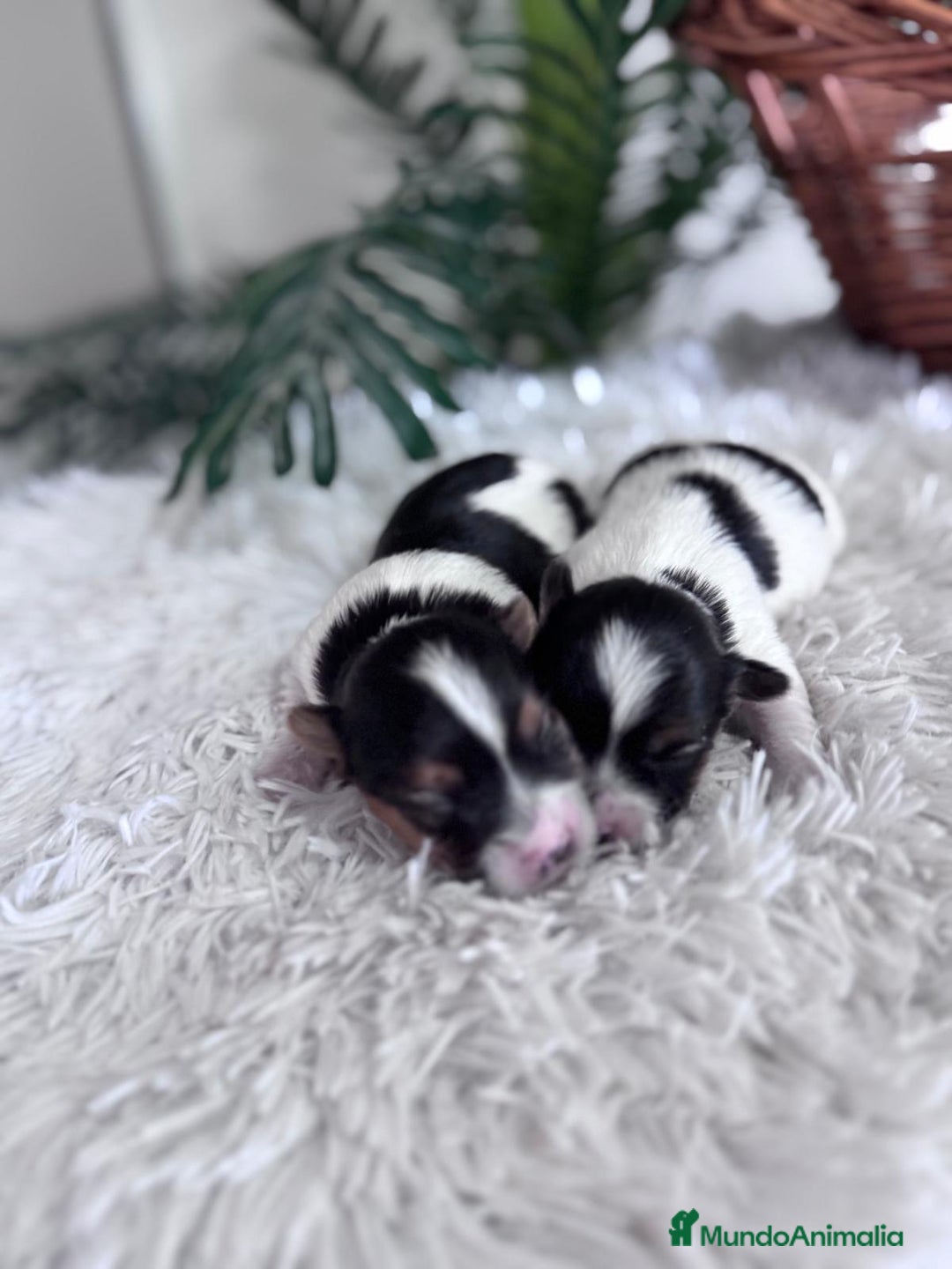 Yorkshire Terrier perros en venta: YORKSHIRE BIEWER - Anuncio 2