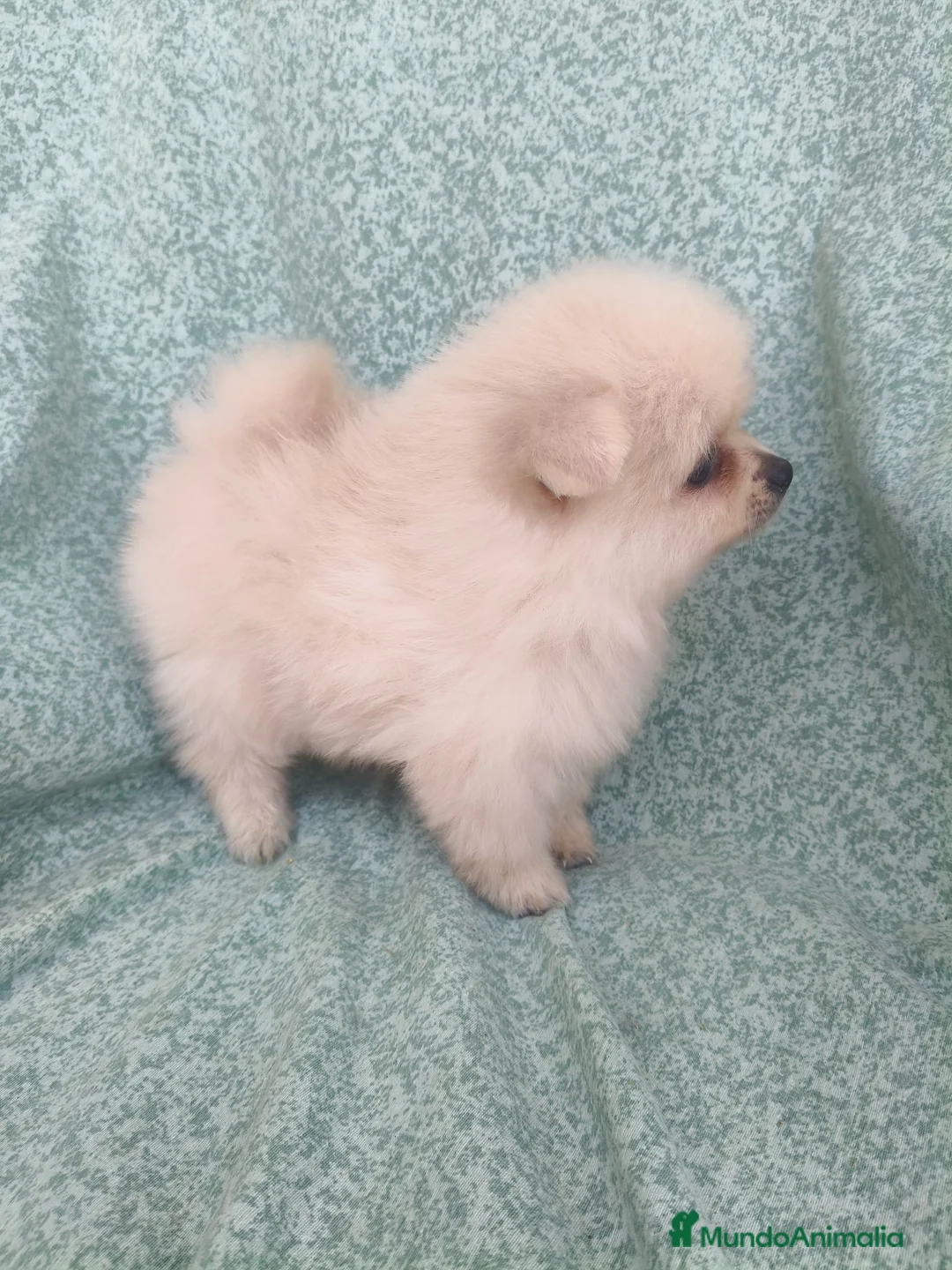 Pomerania perros en venta: Pomerania Toy - Anuncio 8