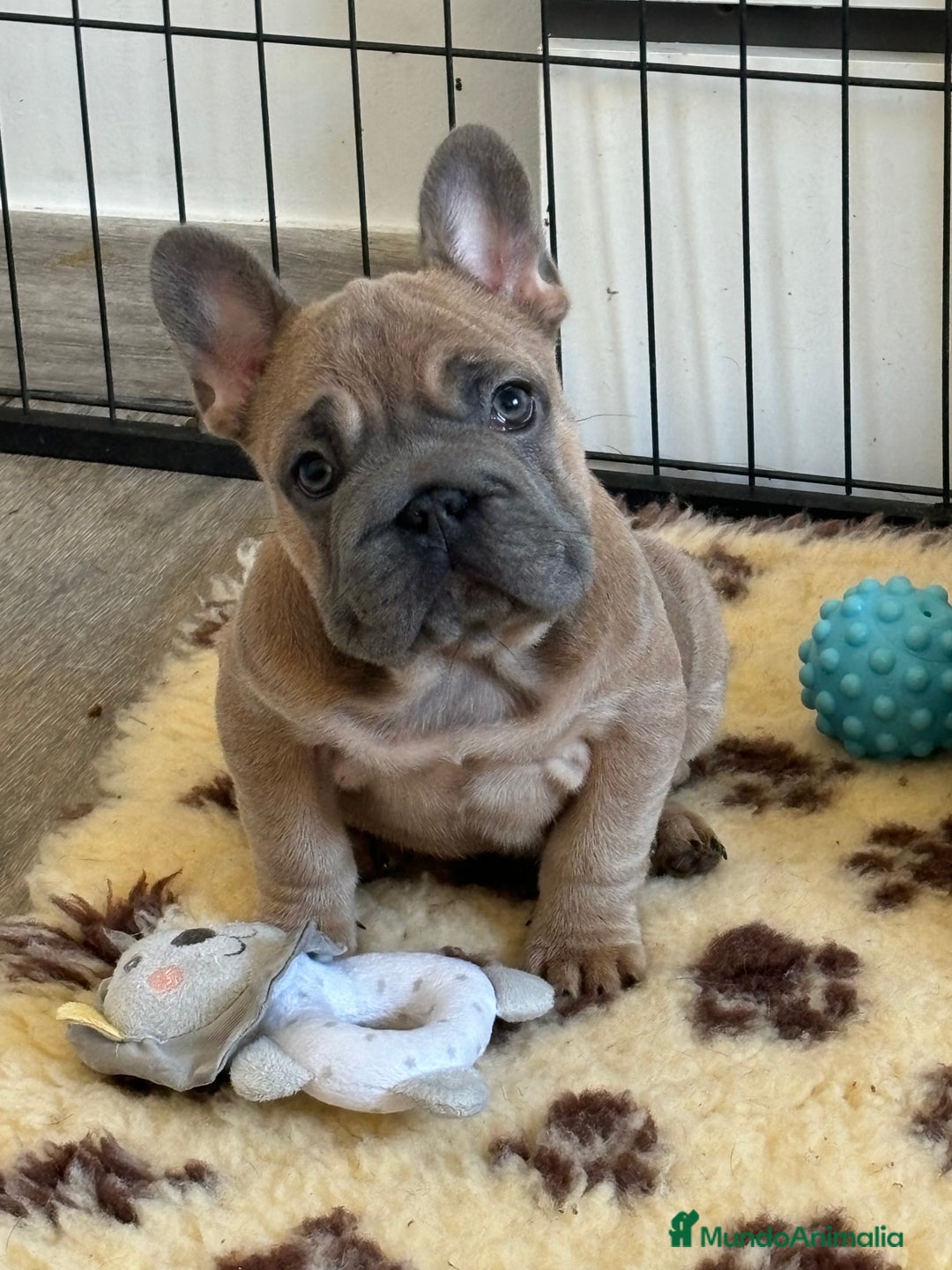 Bulldog Francés perros en venta: Bulldog francés exótico  - Anuncio 4