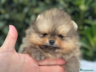 Pomerania perros AUTENTICOS POMERANIA, LOS MAS MINIATURAS. en Málaga - Anuncio 5