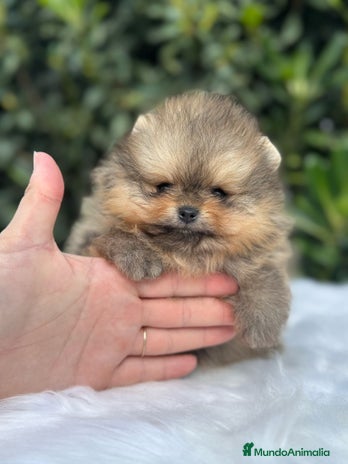 Pomerania perros en Málaga - Anuncio 13