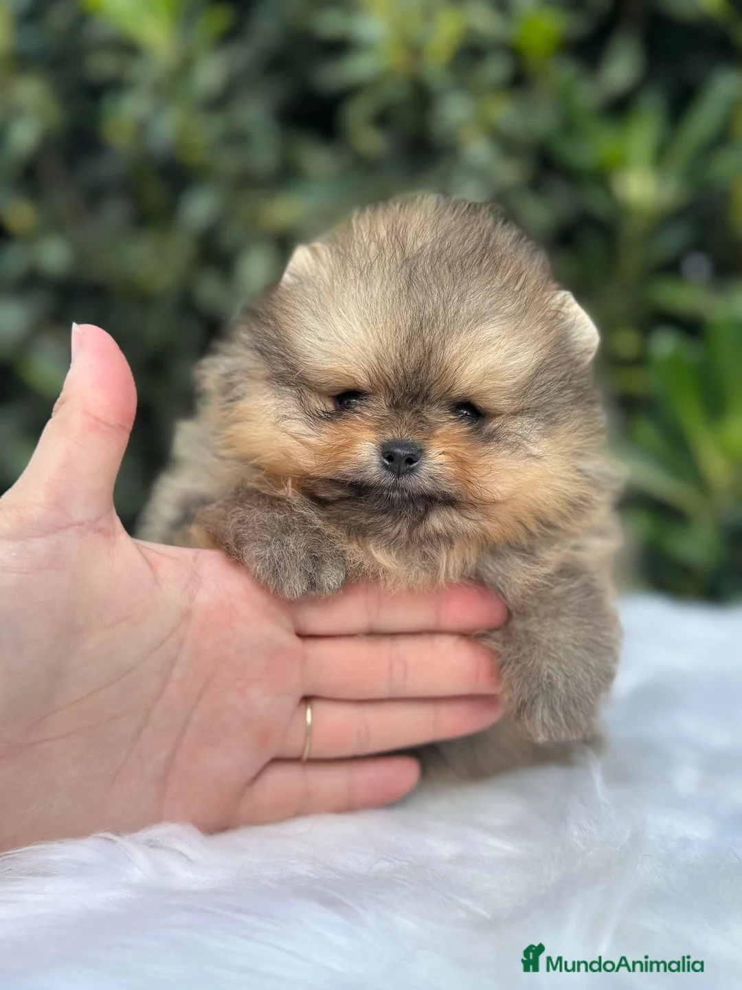 Pomerania perros en venta: AUTENTICOS POMERANIA, LOS MAS MINIATURAS. en Málaga - Anuncio 1