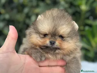 Pomerania perros AUTENTICOS POMERANIA, LOS MAS MINIATURAS. en Málaga - Anuncio 38