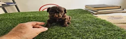 Caniche Mediano perros en venta: Caniche chocolate  - Anuncio 1