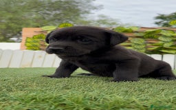 Labrador Retriever perros en venta: LABRADOR MACHO - Imagen 4