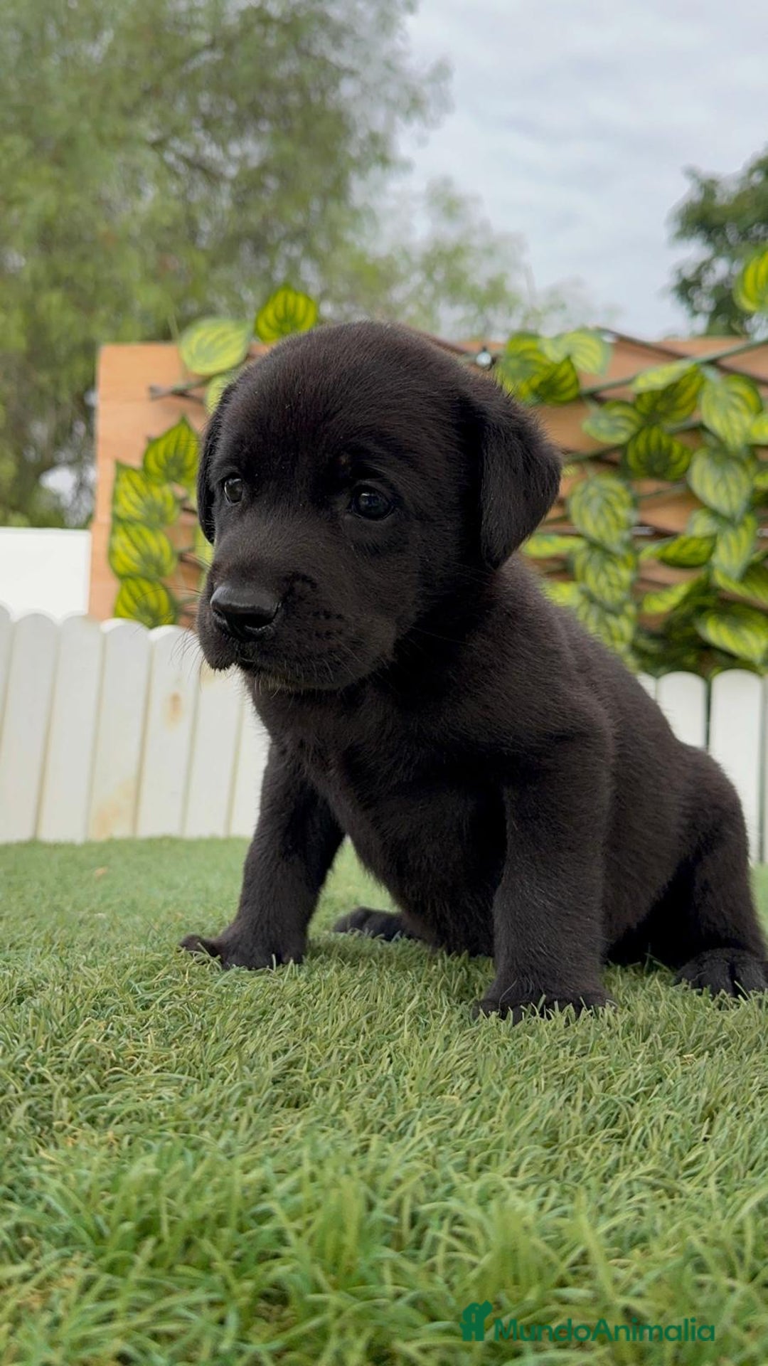 Labrador Retriever perros en venta: LABRADOR MACHO - Imagen 4