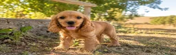 Cocker Spaniel Inglés perros en venta: Cocker inglés  - Anuncio 1