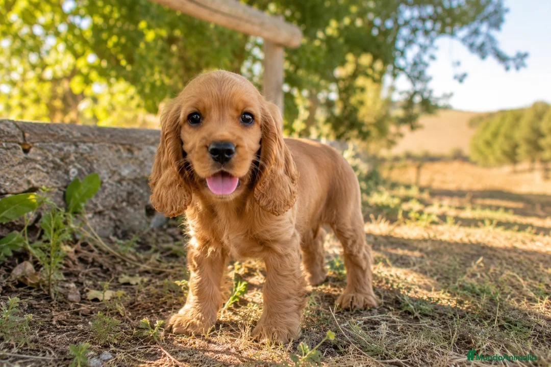 Cocker Spaniel Inglés perros en venta: Cocker inglés  - Anuncio 1