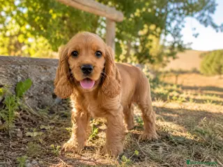 Cocker Spaniel Inglés perros Cocker inglés - Anuncio 1