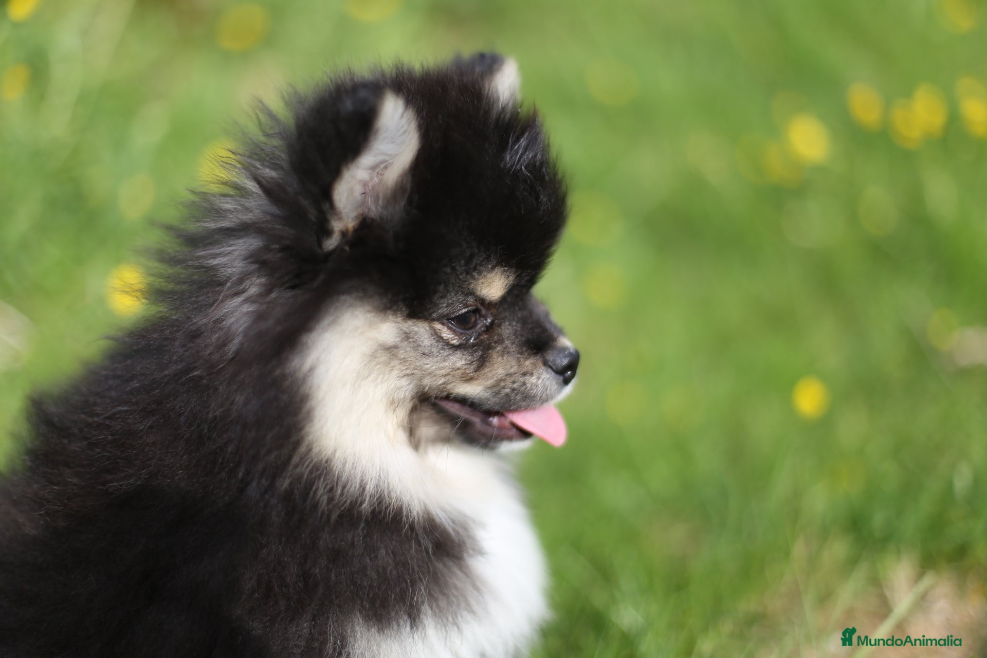 Pomsky perros Pomsky toy F3 - Anuncio 27