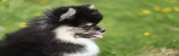 Pomsky perros en venta: Pomsky toy F3 - Anuncio 4