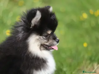 Pomsky perros Pomsky toy F3 - Anuncio 27