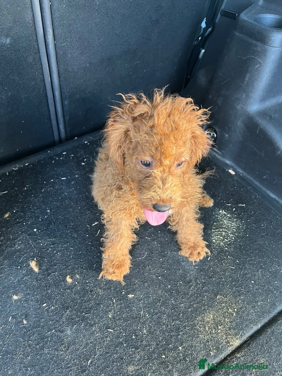 Caniche Enano perros en venta: CANICHE ENANO ROJO(Macho) - Anuncio 1
