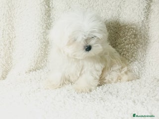 Bichón Maltés perros - Anuncio 5