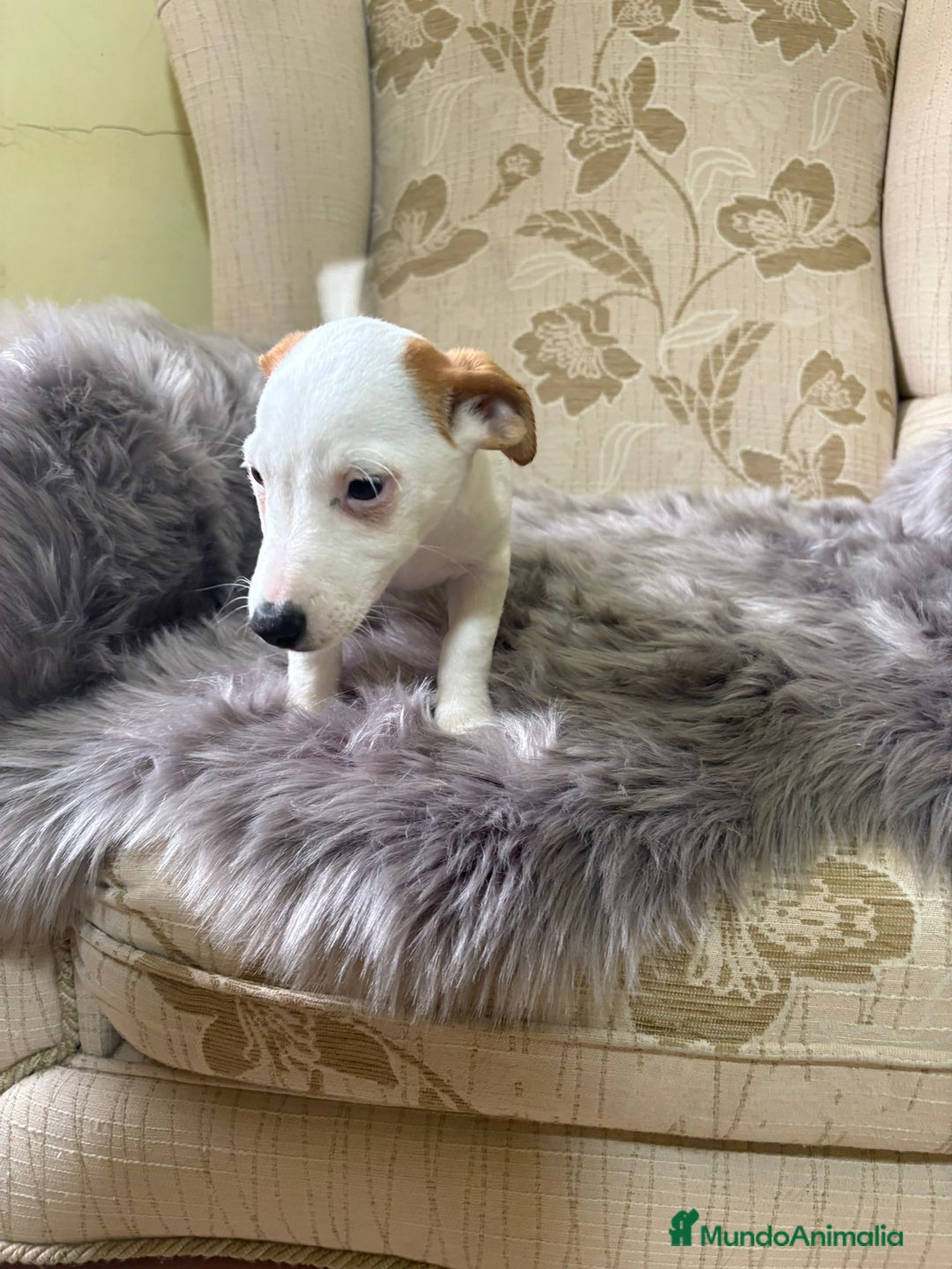 Jack Russell Terrier perros en venta: Cachorros de Jack Russell  - Imagen 8