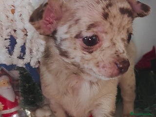 Chihuahua perros Hembra de chihuahua merle - Anuncio 1