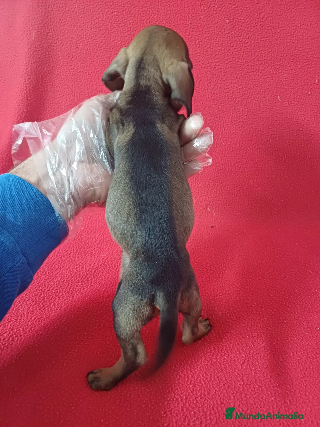 Teckel Miniatura perros en venta: Teckel Miniatura  - Anuncio 3