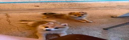Pomerania perros en venta: Pomeranias 🐶🐾 en Tarragona - Anuncio 5