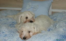 Pinscher Miniatura perros en venta: CACHORRITOS DE SCHNAUZER MINIATURA  - Imagen 13