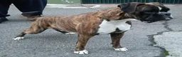 Boxer perros en venta: Camada " J " del Pimpanón  - Anuncio 2