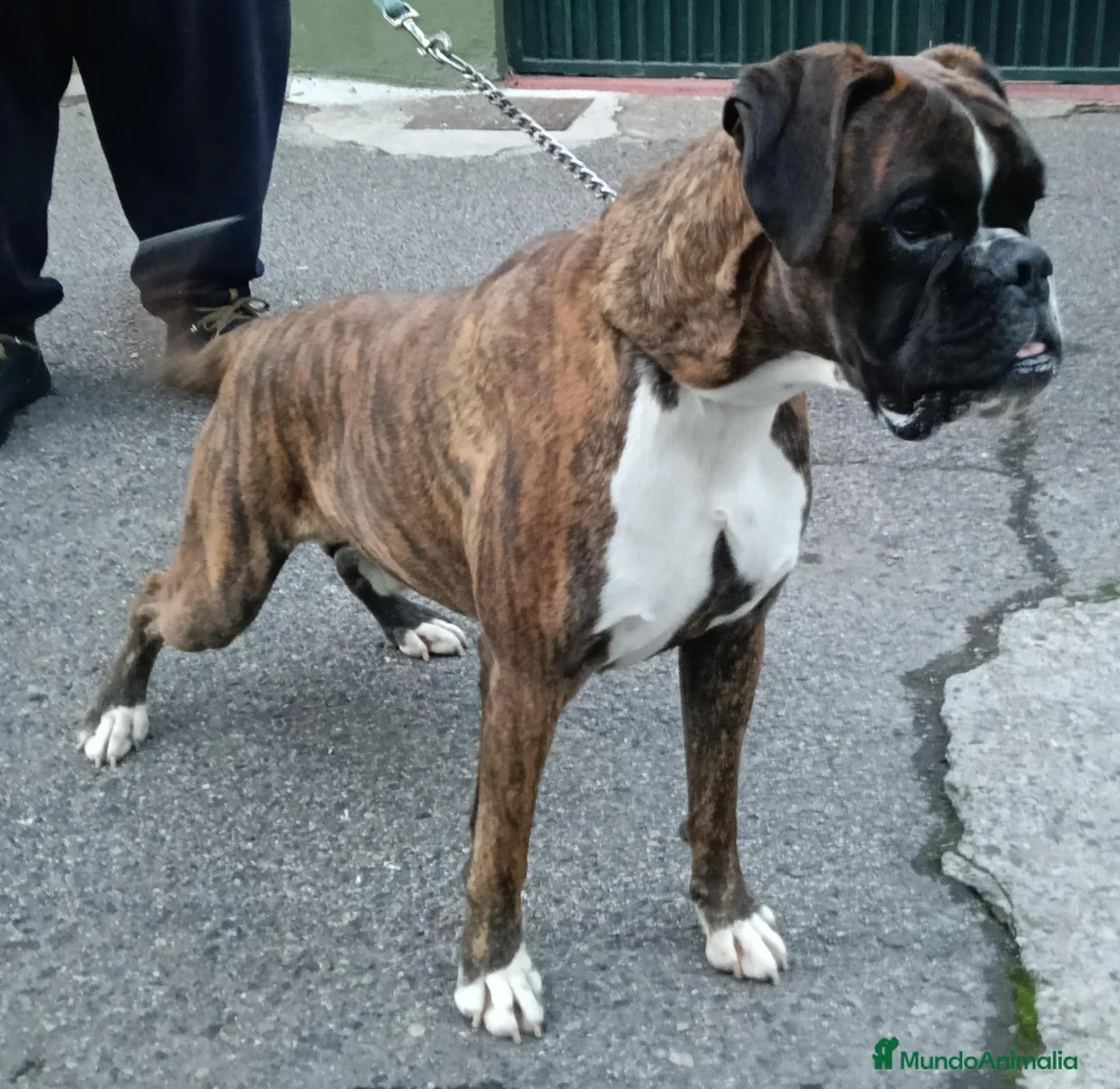 Boxer perros en venta: Camada " J " del Pimpanón  - Anuncio 2