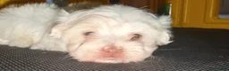 Bichón Maltés perros en venta: Bichón maltés Hembra  - Anuncio 4