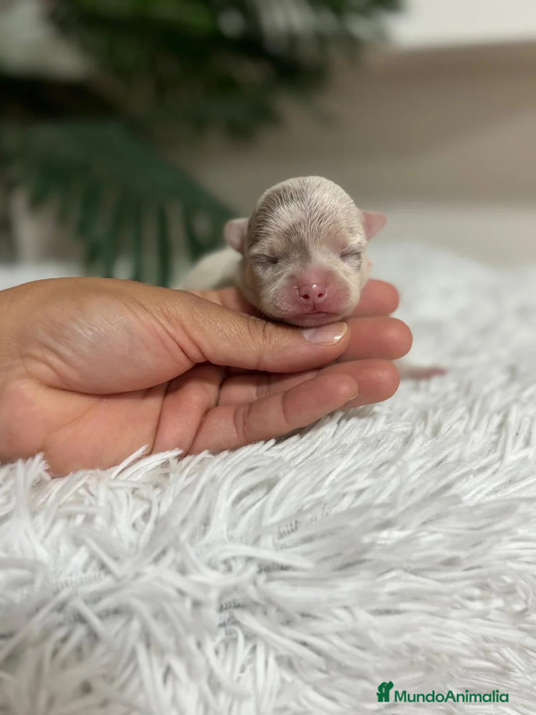 Chihuahua perros en venta: CHIHUAHUA MERLE MACHO - Anuncio 7